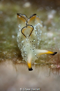 "On the Edge" 
Ornate Elysia Little Cayman! by Chase Darnell 